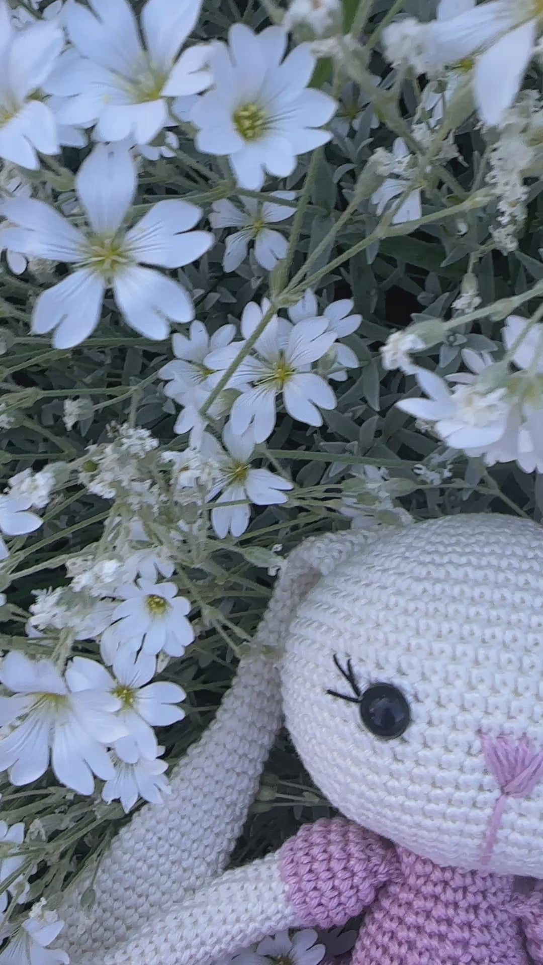 Cuddly Bunny Primrose